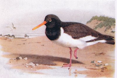 Oyster Catcher, from Birds of the British Isles and Their Eggs published by Frederick Warne & Co Ltd, 1958 by Archibald Thorburn